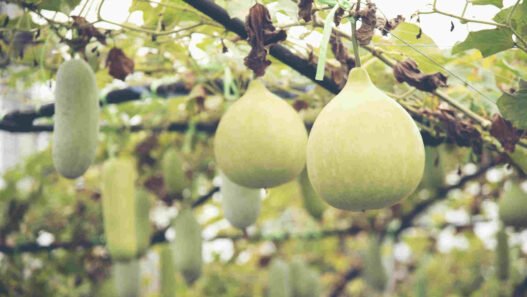 Ash gourd in hindi