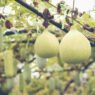 Ash gourd in hindi